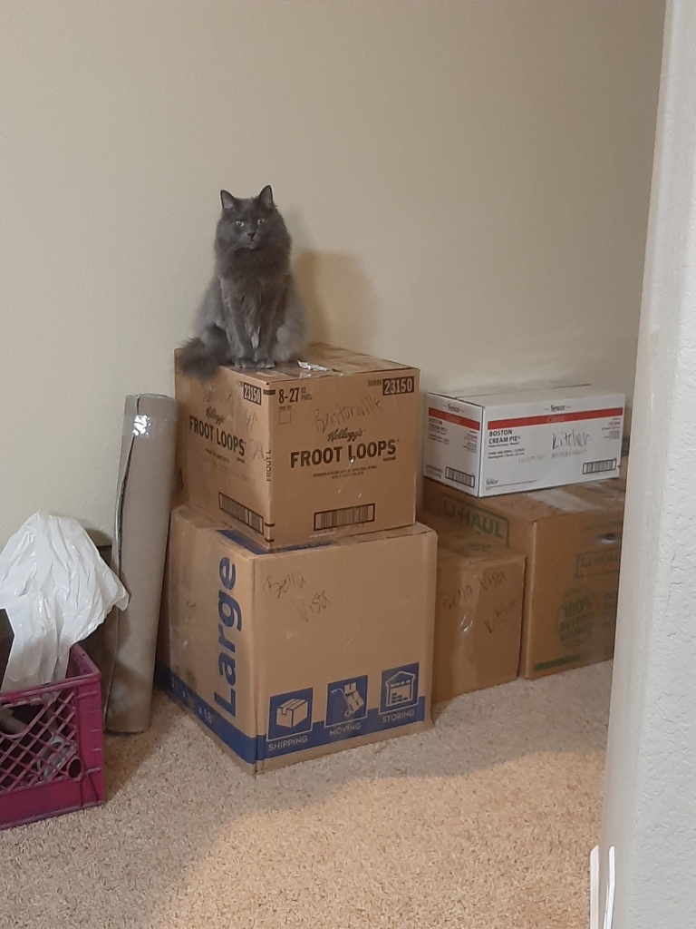 cat on moving boxes