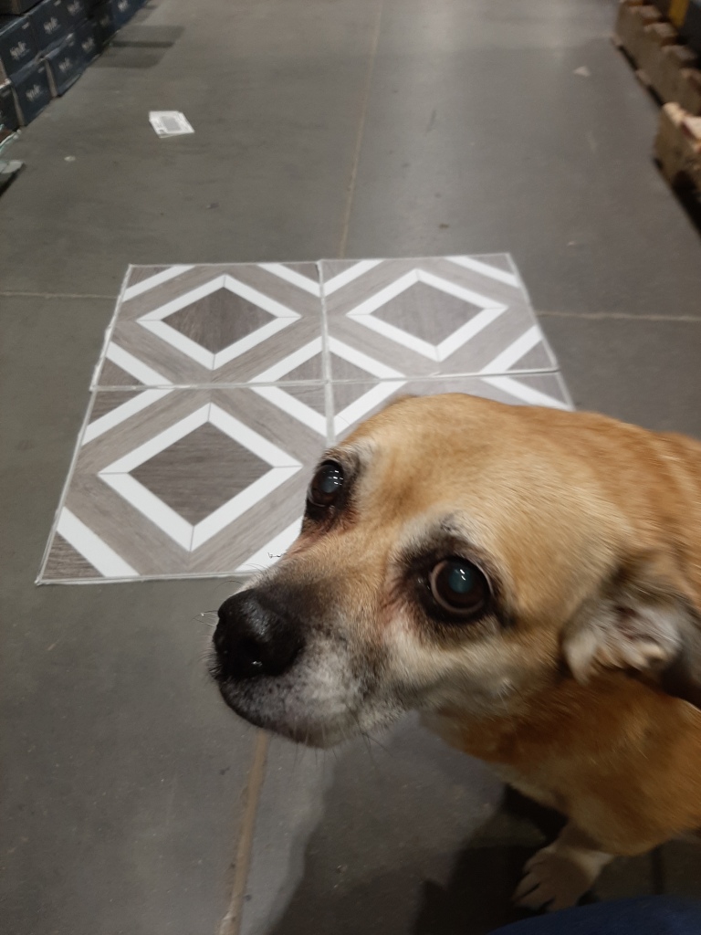dog with vinyl tile at Lowe's